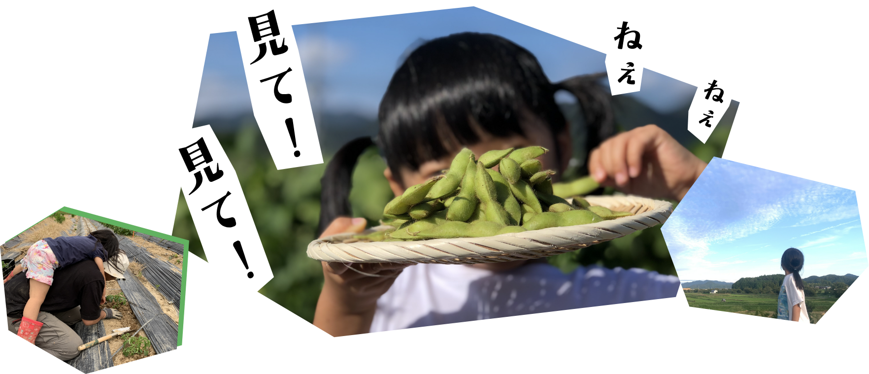 黒枝豆を見せる子どもと農園の写真コラージュ