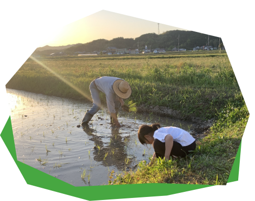 夕方の田んぼで苗を植える親子