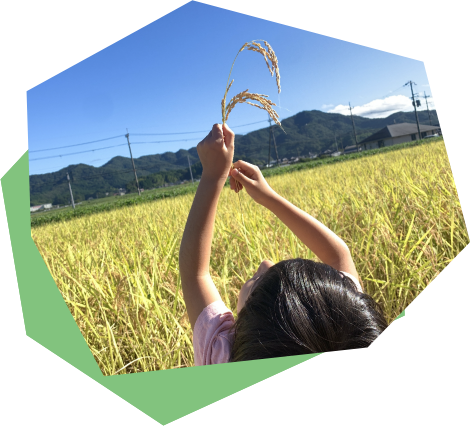 田んぼで稲穂を持ち上げる子ども